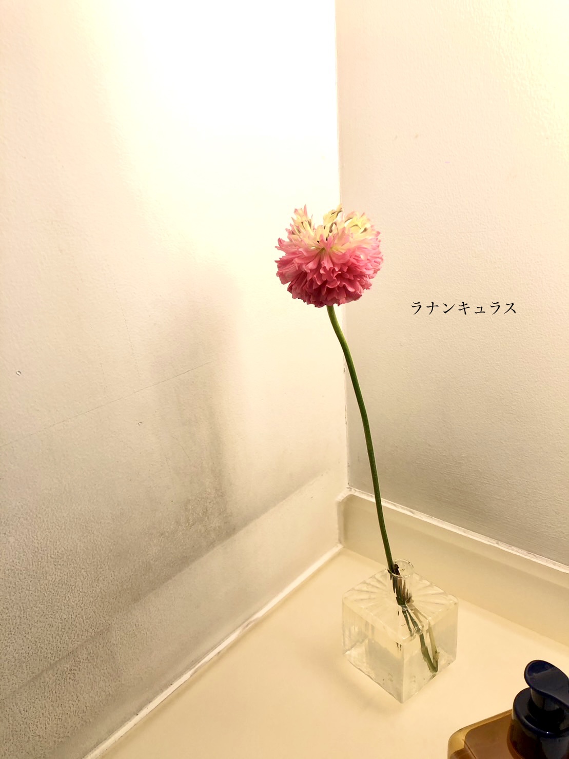 Lexus Hiratsuka-今週の花材